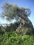 Chiaramonte Gulfi
